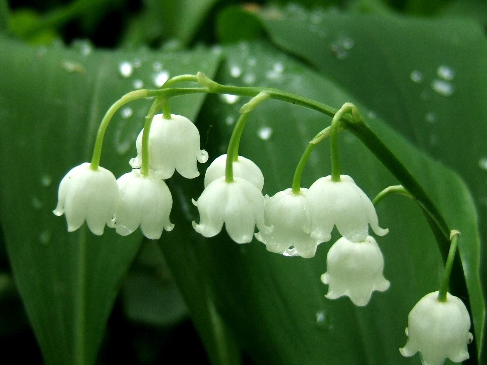 Muguet du 1er mai