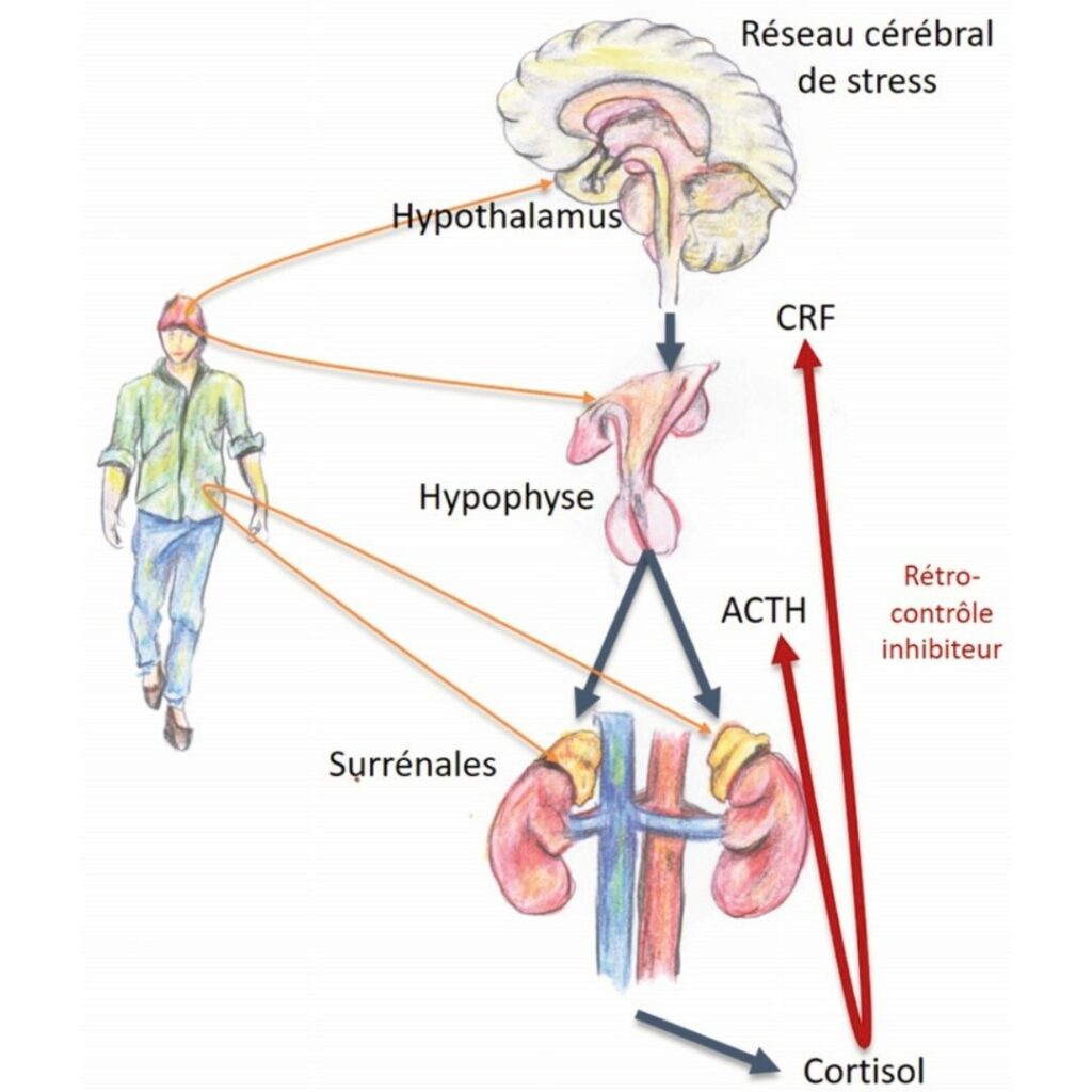 Diabète et Cortisone axe hypothalamo hypophysaire surrénal et retrocontrole inhibiteur