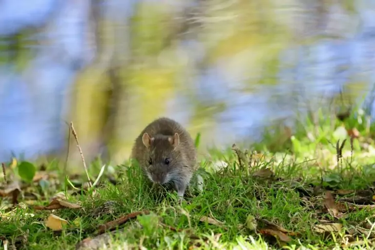 Voyages et Santé leptospirose transmise par les rats