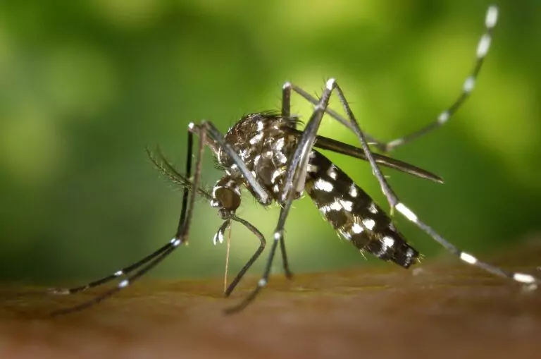 Voyages et Santé Moustique Chikungunya importés par les voyageurs