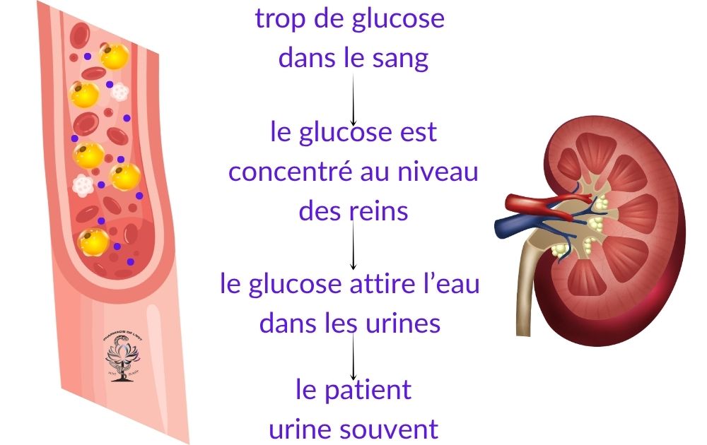 Diabète et Sommeil physiopathologie de la polyurie du diabétique