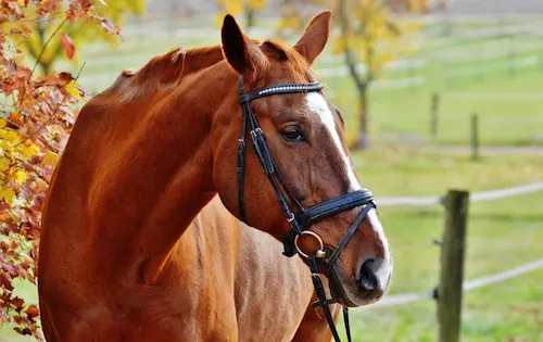 cheval