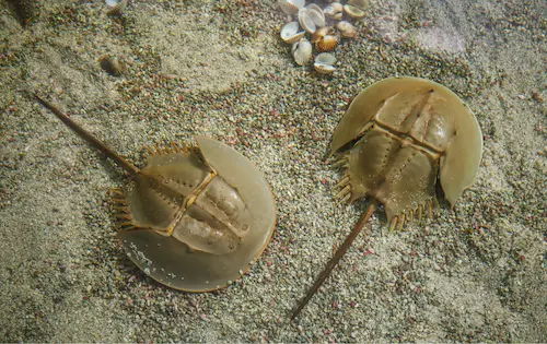 limule