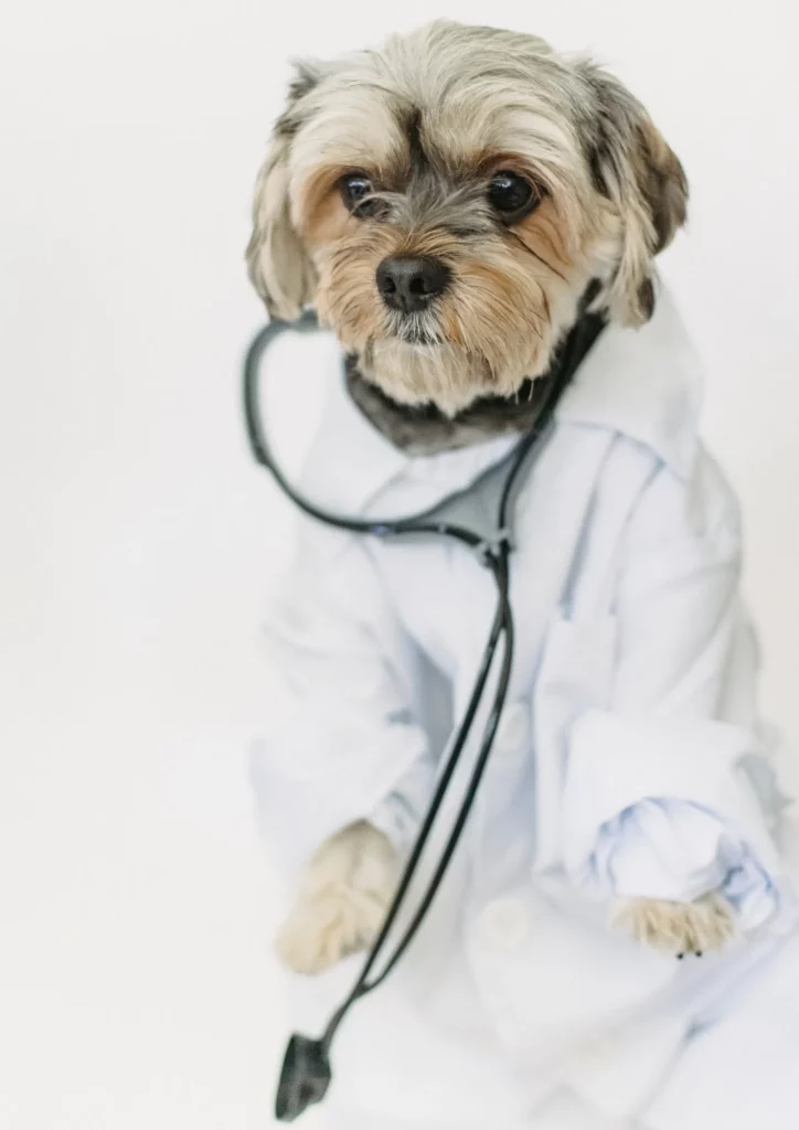 urgence veterinaire (1)