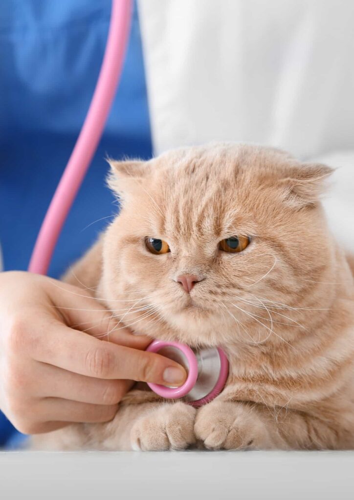 urgence veterinaire (1)